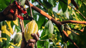 A farmer uses pruning shears to cut cocoa pods from the cacao tree. (iStock image)