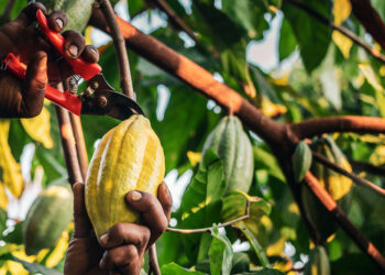 A farmer uses pruning shears to cut cocoa pods from the cacao tree. (iStock image)