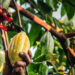 A farmer uses pruning shears to cut cocoa pods from the cacao tree. (iStock image)