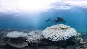Coral bleaching on the Great Barrier Reef in 2017 (Credit: The Ocean Agency/Ocean Image Bank)