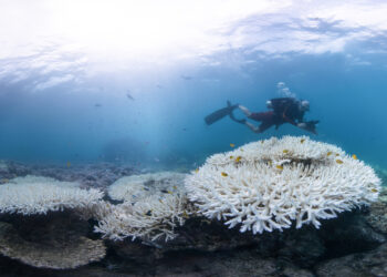 Coral bleaching on the Great Barrier Reef in 2017 (Credit: The Ocean Agency/Ocean Image Bank)