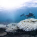 Coral bleaching on the Great Barrier Reef in 2017 (Credit: The Ocean Agency/Ocean Image Bank)
