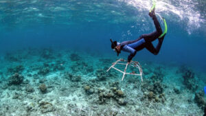 A diver installs a reef star in a degraded coral reef to stabilize loose rubble and kickstart rapid coral growth. (The Ocean Agency)