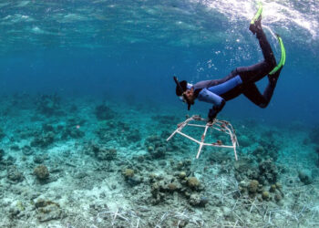 A diver installs a reef star in a degraded coral reef to stabilize loose rubble and kickstart rapid coral growth. (The Ocean Agency)