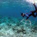 A diver installs a reef star in a degraded coral reef to stabilize loose rubble and kickstart rapid coral growth. (The Ocean Agency)