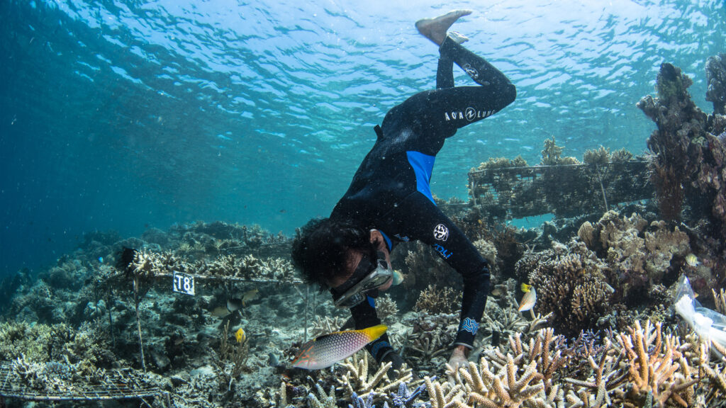 A former fisherman plants coral in Indonesia. (Credit: Martin Colognoli/Ocean Image Bank)