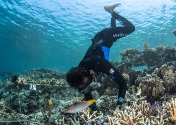 A former fisherman plants coral in Indonesia. (Credit: Martin Colognoli/Ocean Image Bank)