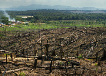 Deforestation from palm oil in Sumatra, Indonesia. (GRID-Arendal via Flickr, CC BY-NC-SA 2.0