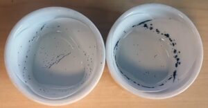 The black spots in the container on the right indicate that Aedes aegypti females have chosen it as a place to lay their eggs over the identical site on the left. (Kaylee Marrero, CC BY-ND)