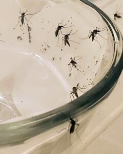 Aedes aegypti female mosquitoes laying their eggs in a laboratory breeding container. (Kaylee Marrero, CC BY-ND)