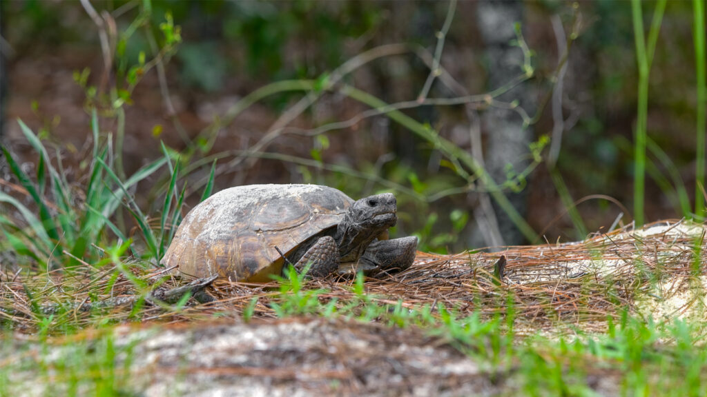 A gopher tortoise (iStock image)