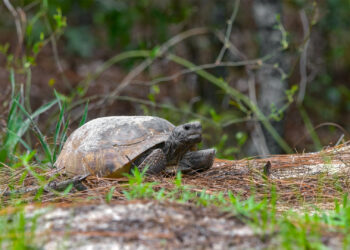 A gopher tortoise (iStock image)