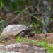 A gopher tortoise (iStock image)