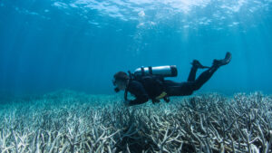 Coral bleaching on the Great Barrier Reef in 2015 (Credit: The Ocean Agency/Ocean Image Bank)