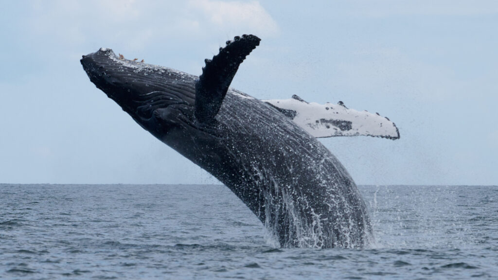 A humpback whale jumping out of the water (iStock image)