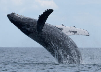 A humpback whale jumping out of the water (iStock image)