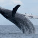 A humpback whale jumping out of the water (iStock image)