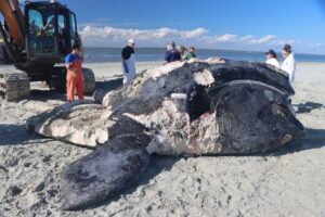 A e dead 1-year-old female calf of a North Atlantic right whale that was found floating offshore of Savannah, Georgia, and was towed more than 20 miles to Tybee Island for the necropsy. Experts found evidence of blunt force trauma including fractures of the skull, consistent with a vessel strike. (Florida Fish and Wildlife Conservation Commission, NOAA permit 24359)