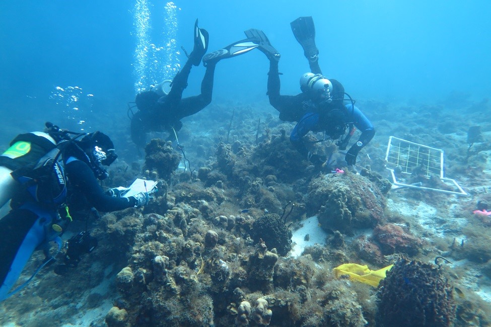 For the study, scuba divers collected small samples of the thin purple morphotype sponges 14 and 22 months after the two Category 5 hurricanes in St. Thomas. (Photo credit: Karli Hollister)
