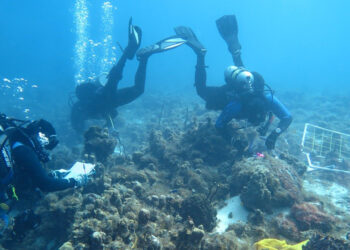 For the study, scuba divers collected small samples of the thin purple morphotype sponges 14 and 22 months after the two Category 5 hurricanes in St. Thomas. (Photo credit: Karli Hollister)