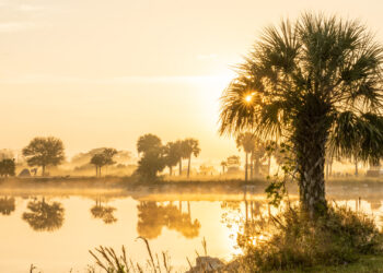 The sun shines through the fog in the Everglades (iStock image)