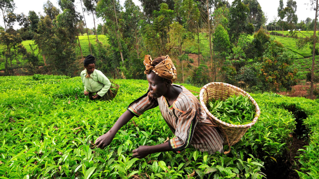 Tea pickers in Kenya. Climate change is already impacting tea producers through drought, changing rainfall patterns and increased numbers of pests. (Image by CIAT/Neil Palmer via Flickr, CC BY-SA 2.0).