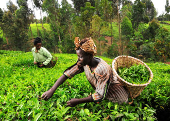 Tea pickers in Kenya. Climate change is already impacting tea producers through drought, changing rainfall patterns and increased numbers of pests. (Image by CIAT/Neil Palmer via Flickr, CC BY-SA 2.0).