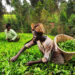 Tea pickers in Kenya. Climate change is already impacting tea producers through drought, changing rainfall patterns and increased numbers of pests. (Image by CIAT/Neil Palmer via Flickr, CC BY-SA 2.0).