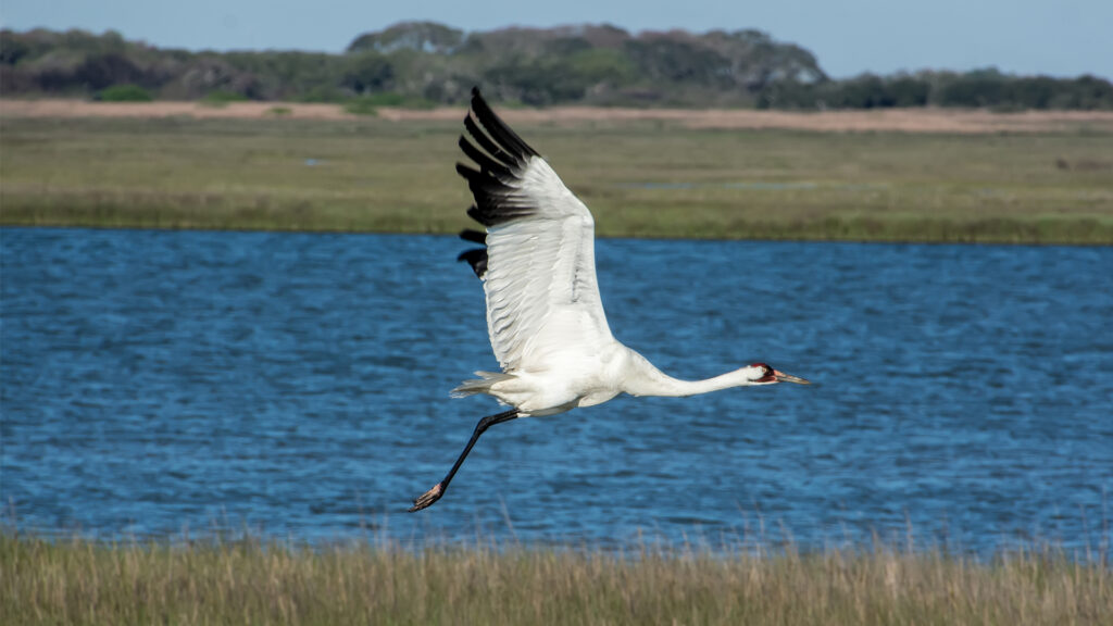 A whooping crane in flight (iStock image)
