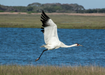 A whooping crane in flight (iStock image)