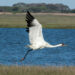 A whooping crane in flight (iStock image)