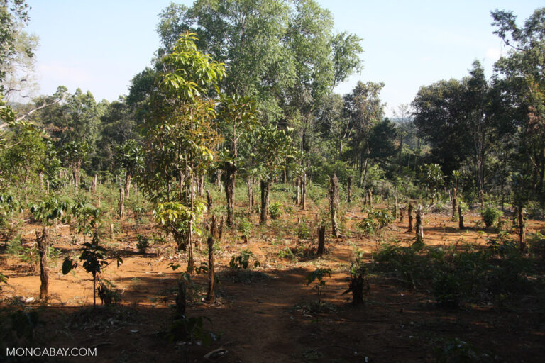 Coffee, one of the seven forest-related commodities regulated by the new EU rules, growing in a deforested plot of land in Laos. (Image by Rhett A. Butler for Mongabay)