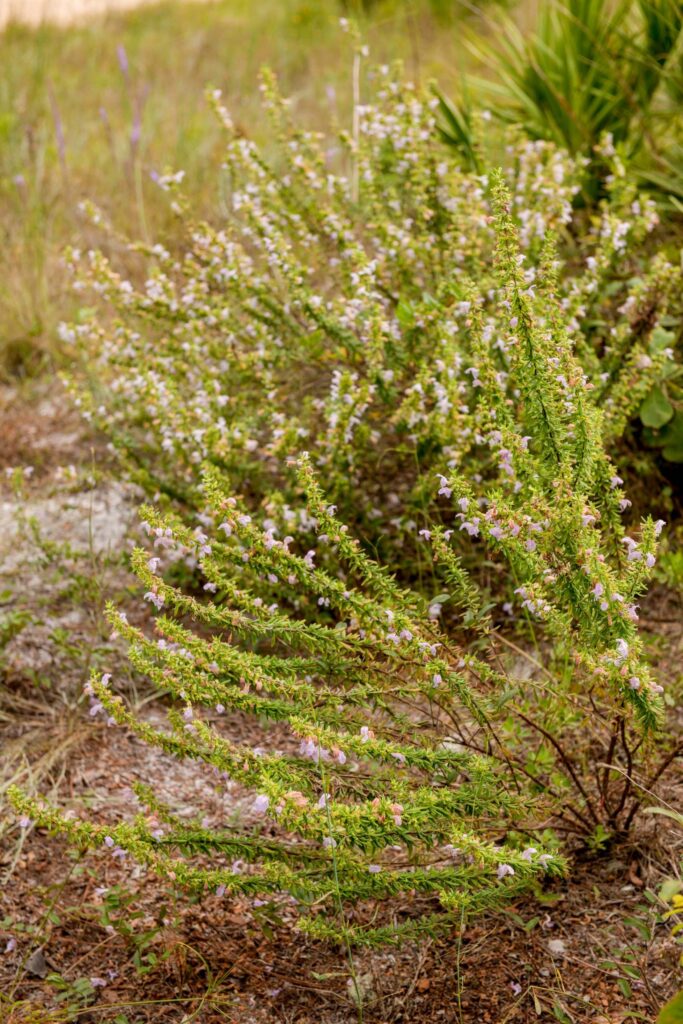 Ashe's calamint is a state-threatened plant in the genus Clinopodium, which researchers suspect may contain species that have yet to be described. (Florida Museum photo by Kristen Grace)