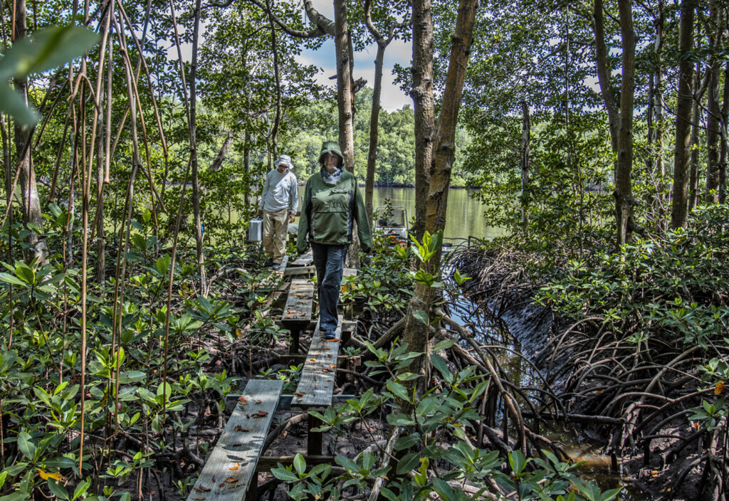 Everglades National Park: Dr. Evelyn Gaiser the George M. Barley, Jr. Endowed Scholars Chair at Florida International University is prepared for the summer bugs as she visits a research area in a mangrove forest off of Shark River in Everglades National Park with Lab Manager Rafael Traveiso. (Patrick Farrell for WLRN)