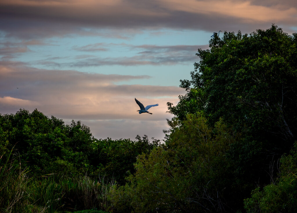 Dawn at Lake Okeechobee, the headwaters of Florida's Everglades. (Patrick Farrell for WLRN)