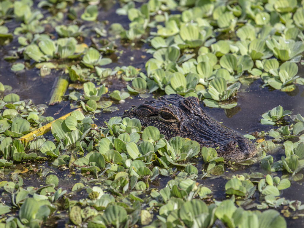 South Bay, Florida: An alligator swims in Stormwater Treatment Area 1 West. Scientists from South Florida Water Management District (SFWMD) were checking out their work on vegetation management in the area. (Patrick Farrell for WLRN)