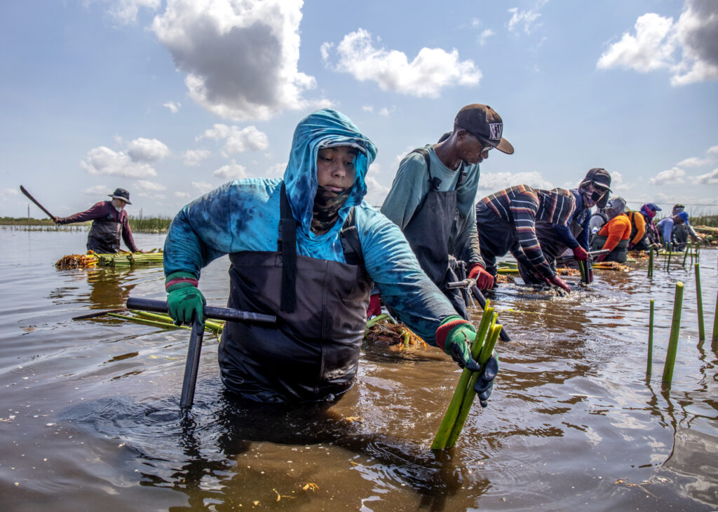 South Bay, Florida: Worker Ingrio Lopez (foreground) wades in the water while planting Bulrush for the South Florida Water Management District (SFWMD) in Stormwater Treatment Area 1 West as part of a vegetation management program. (Patrick Farrell for WLRN)