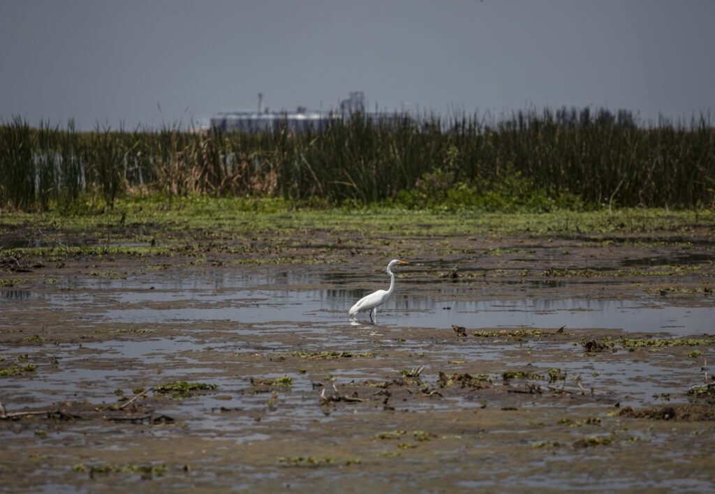 South Bay, Florida: A Great White Heron wades in Stormwater Treatment Area 1 West with a sugar mill off in the distance. Scientists from South Florida Water Management District (SFWMD) were checking out their work on vegetation management in the area. (Patrick Farrell for WLRN)