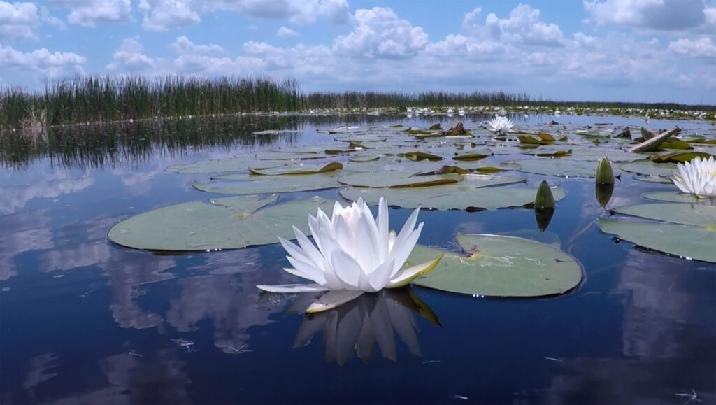 South Bay, Florida: Water lotus on a manmade stormwater treatment marsh at Stormwater Treatment Area 1 West. (Patrick Farrell for WLRN)