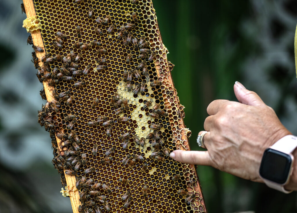 LaBelle, Florida: Rene Pratt inspects a bee covered frame from a beehive. Rene runs her family’s store, Harold P. Curtis Honey Co. in LaBelle, Florida near the Caloosahatchee Canal as it flows southwest from Lake Okeechobee. Harold P. Curtis Honey Co. was established in 1954. (Patrick Farrell for WLRN)