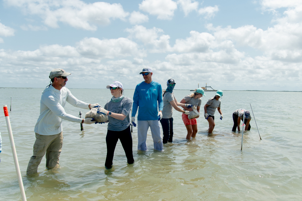 A line of volunteers carry bags of oyster shells into the water. (Courtesy Texas A&M University-Corpus Christi)
