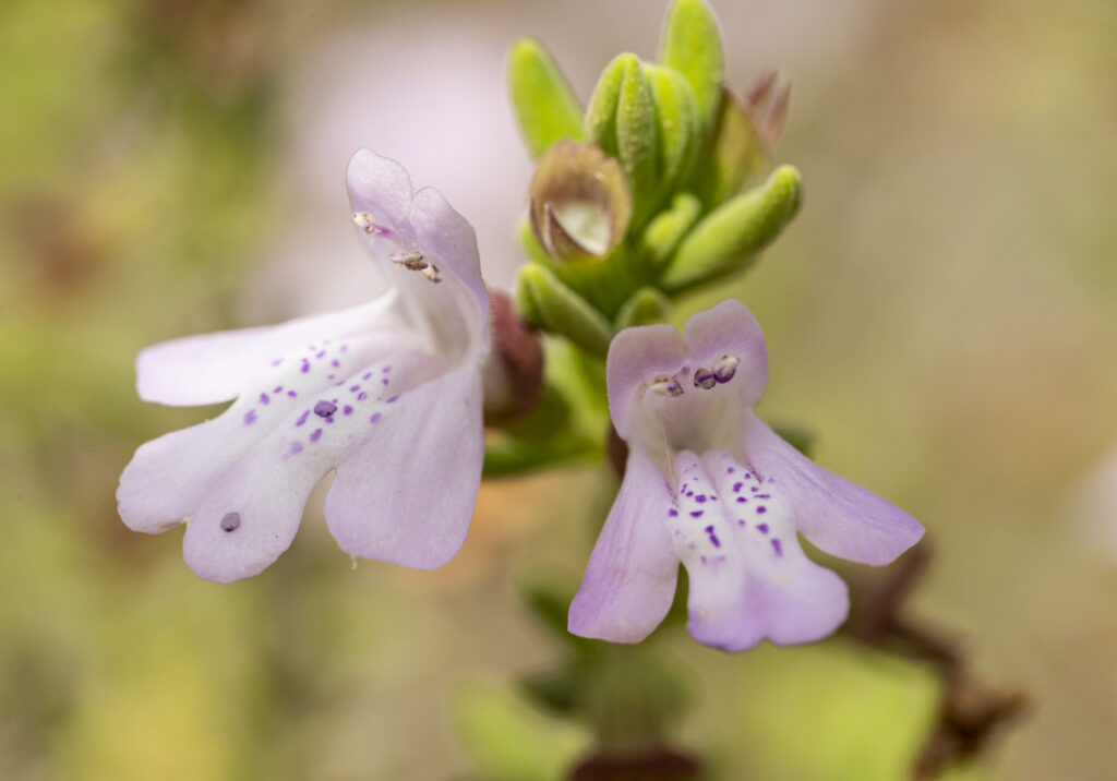 Scrub mint flowers make a perfect landing pad for pollinating bees, with a lower petal on which to rest their abdomen, two flanking petals that they grip with their feet, called tarsi, and a hood that covers the pollen-producing organs. (Florida Museum photo by Kristen Grace)