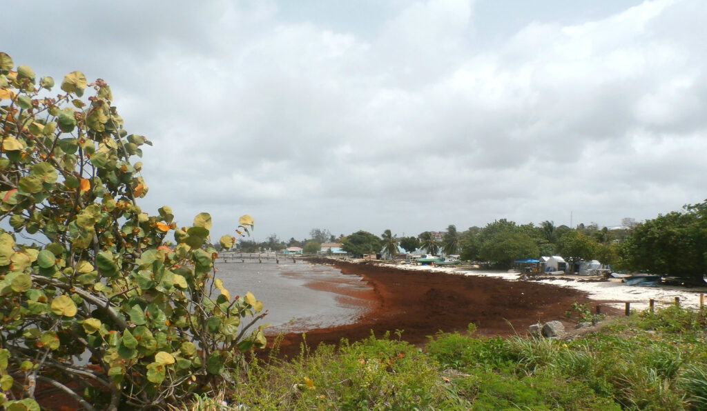 Sargassum overgrown in Oistins, Barbados, in 2018. In 2015, smelly mats of a brown macroalgae called sargassum piled as high as 4 feet on the beaches of Barbados. (Image by Kaspar C via Flickr, CC BY-NC 2.0)