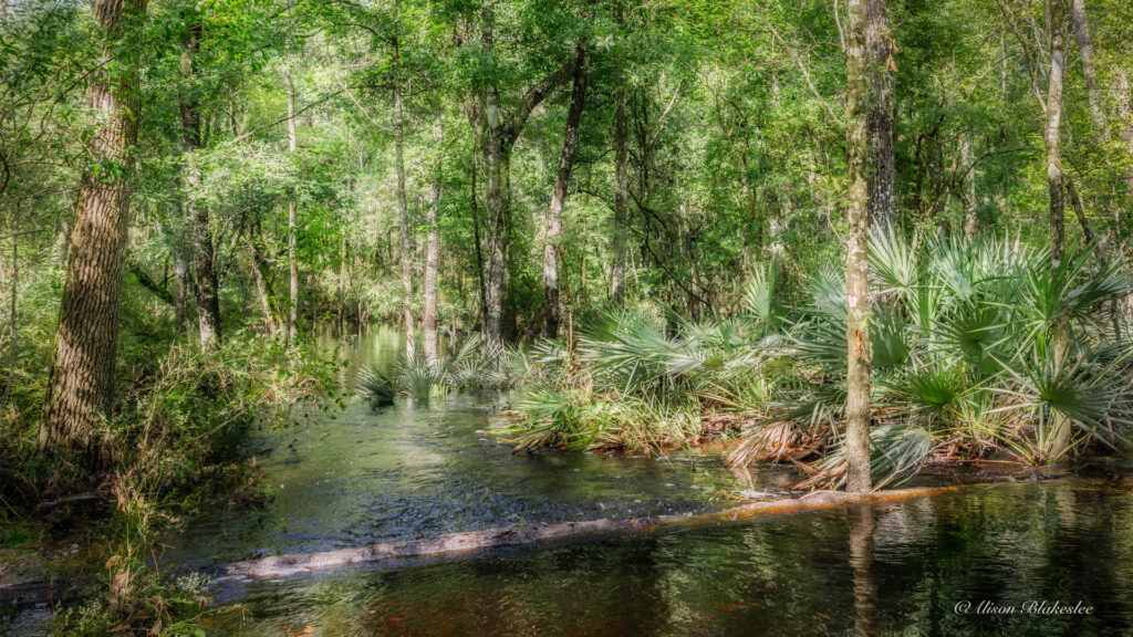 Land along the Santa Fe River in Alachua County protected by a conservation easement through the Alachua Conservation Trust. (Alison Blakeslee photo)