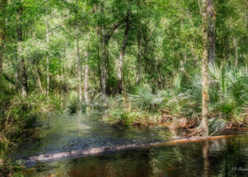 Land along the Santa Fe River in Alachua County protected by a conservation easement through the Alachua Conservation Trust. (Alison Blakeslee photo)