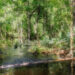 Land along the Santa Fe River in Alachua County protected by a conservation easement through the Alachua Conservation Trust. (Alison Blakeslee photo)