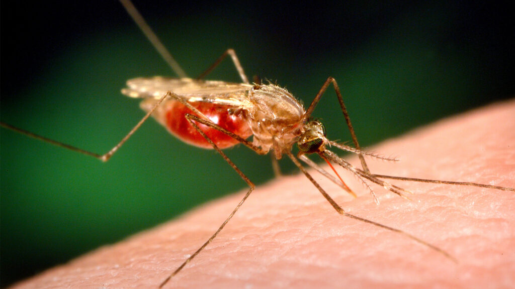 An anopheles mosquito, which is a malaria vector (James Gathany, Dr. Frank Collins, University of Notre Dame, USCDCP, CC0, via Wikimedia Commons)
