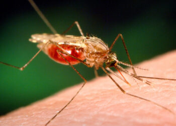 An anopheles mosquito, which is a malaria vector (James Gathany, Dr. Frank Collins, University of Notre Dame, USCDCP, CC0, via Wikimedia Commons)