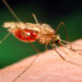 An anopheles mosquito, which is a malaria vector (James Gathany, Dr. Frank Collins, University of Notre Dame, USCDCP, CC0, via Wikimedia Commons)