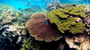 Healthy corals like these on Australia’s Lady Elliot Reef could disappear by the 2030s if climate change is not curbed. (Rebecca Spindler, CC BY-ND)